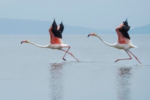 Flamingo Party!