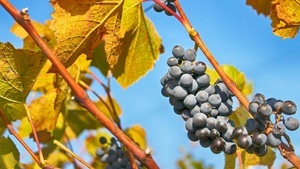 Weinfest in Remagen