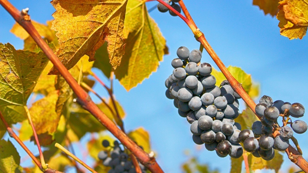 Weinfest in Remagen