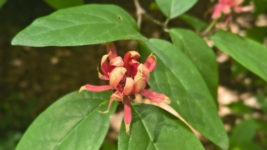 Waldbaden für Erwachsene im Forstbotanischen Garten.