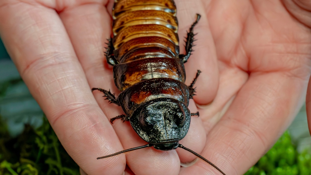 Mitmach-Angebot: Die Welt der Gliederfüßer