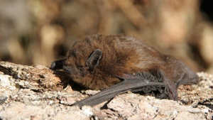 Fledermaus-Exkursion im Englischen Garten - Auf der Spur der Jäger der Nacht