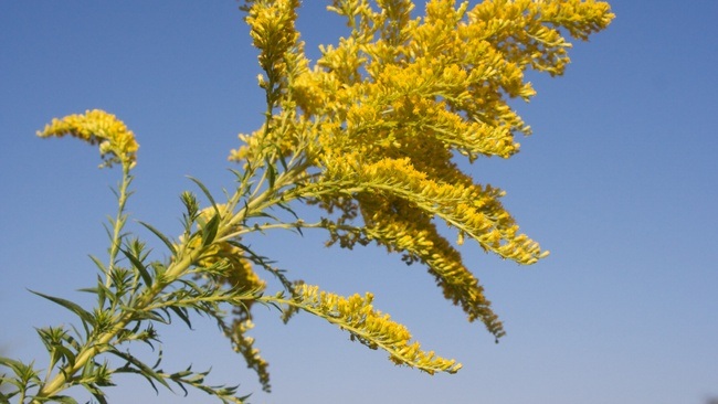 Neophyten entfernen - Freiwilliger Einsatz für die Artenvielfalt