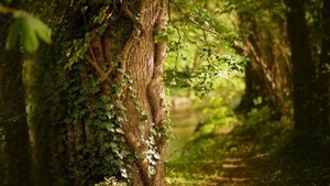Sagen, Mythen, Märchen im Schatten der Bäume