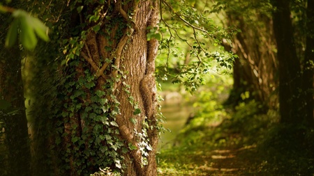Sagen, Mythen, Märchen im Schatten der Bäume