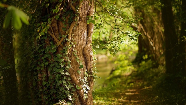 Sagen, Mythen, Märchen im Schatten der Bäume