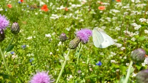 Tag der Biodiversität im Loki-Schmidt-Garten