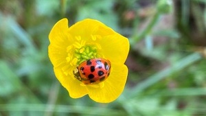Waldzeit Köln Naturachtsamkeit für Erwachsene