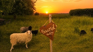 SUNSET YOGA AM RHEIN mit SCHAFEN