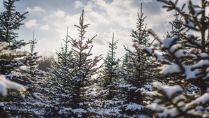 Weihnachtsmarkt Merry Madlitz