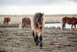 Mein Ponytraum