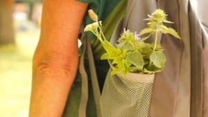 Wildkräuterwanderung Hamburg