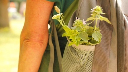 Wildkräuterwanderung Hamburg