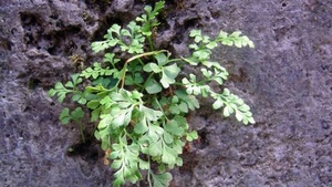 Fototour: „Kleine Kämpfer“ – Flechten und Moose