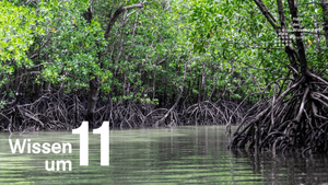Wissen um 11: Den (Mangroven) Wald vor lauter Bäumen nicht sehen ... mit KI