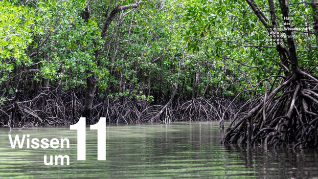 Wissen um 11: Den (Mangroven) Wald vor lauter Bäumen nicht sehen ... mit KI