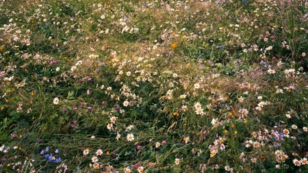 Blick in die Sammlung: Lawrence Beck – Botanische Studien