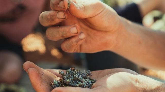 Seeds. Reclaiming Roots, Sowing Futures