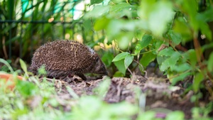 WerkStadtMuseum: Herbst-Natur – Basteln mit  Naturmaterialien