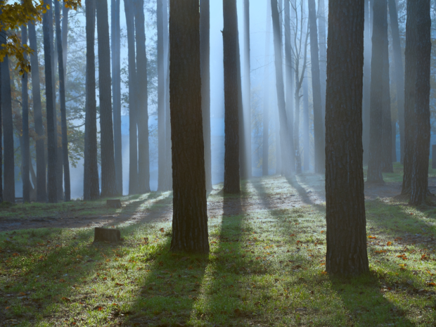 Nachtwanderung. Den Wald bei Nacht erleben