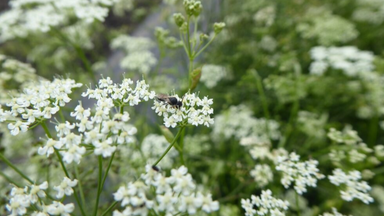 Wildpflanzenworkshop für Kinder, ihre Eltern und Großeltern
