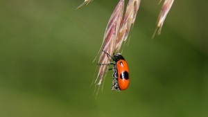 Erlausche die Artenvielfalt am Rande der Millionenstadt  - Klangspaziergang im Naturschutzgebiet Panzerwiese