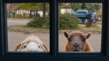 Open Air Kino: Glennkill - Ein Schafskrimi (The Sheep Detectives)