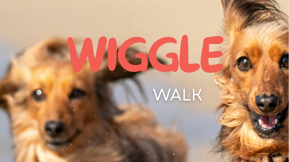 WIGGLE WALK COLOGNE - Neujahrswalk
