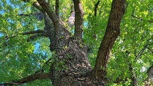 Führung: Denk mal an – Naturdenkmäler im Westfalenpark