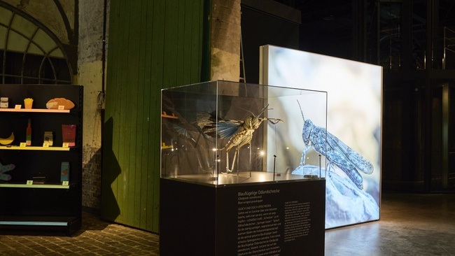 Audiovisueller Vortrag: Von Ameisengrille bis Zwitscherschrecke