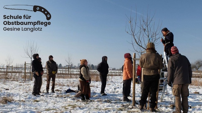 Intensivkurs Obstbaumschnitt (Jungbaum) bei Darmstadt
