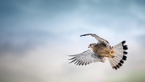 Vögel der Tegeler Stadtheide – Fahrrad-Tour