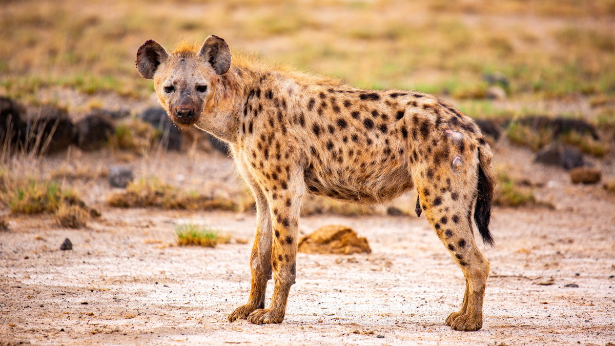 Mehr als männlich und weiblich: Verhaltensvielfalt im Tierreich entdecken