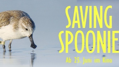 SPECIAL SCREENING: Dokumentarfilm "SAVING SPOONIE" mit Regiegespräch