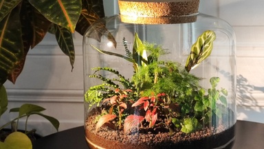 Dschungel im Glas - Workshop