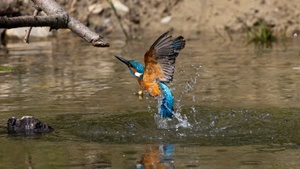 Die Spree vor Gericht? - Neue Wege im Naturschutz