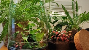 DschungelGlas - Workshop