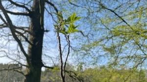 Krafttag in der Natur