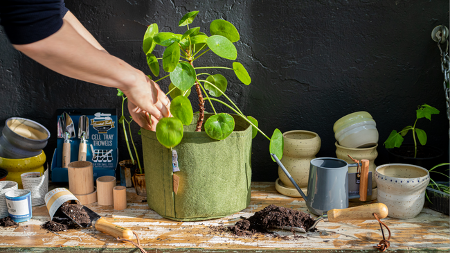 Saatguttauschabend / Seed Swap