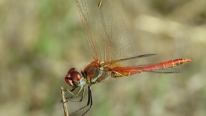 FAMILIENFÜHRUNG | Super-Tiere