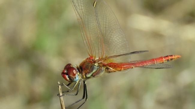 FAMILIENFÜHRUNG | Super-Tiere