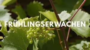 Weintasting: Frühlingserwachen - Frische Weißweine