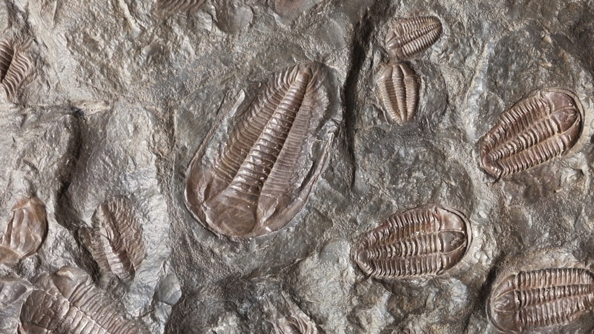 ROCK FOSSILS ON TOUR