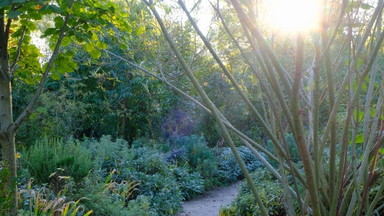 Naturgarten Führung im Waldgarten "Wald&Wiese"