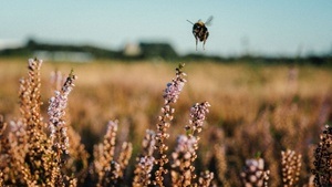 Die wilden Schwestern der Honigbiene - Fahrrad-Tour