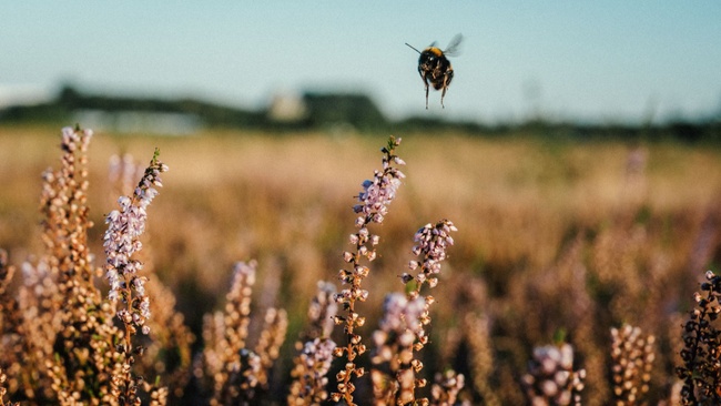 Die wilden Schwestern der Honigbiene - Fahrrad-Tour
