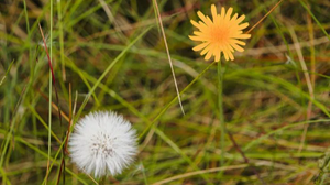 Workshop: Essbare Pflanzen kennenlernen