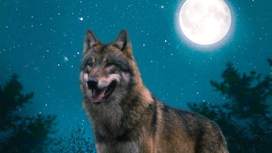 Nachtwanderung durch den Wildpark Schwarze Berge