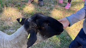 Schaf-Safari für Kinder