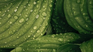 Im Grunde verbunden. Plant connection